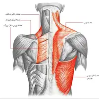 حرکات اصلاحی برای تقویت عضلات پشتی بدن