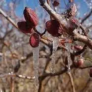 هشدار کاهش دما و سرمازدگی محصولات در خراسان جنوبی