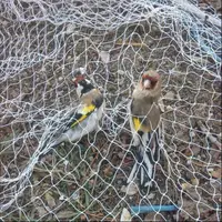 دستگیری متخلف زنده‌گیری پرندگان در سیروان