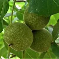 یک‌هزار هکتار از باغ‌های قدیمی چهارمحال و بختیاری سرشاخه کاری شد