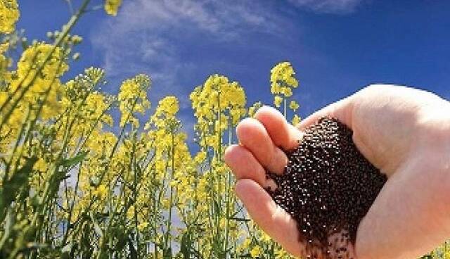 خرید بیش از ۳۵۰۰ تن کلزا و گلرنگ از کشاورزان لرستان