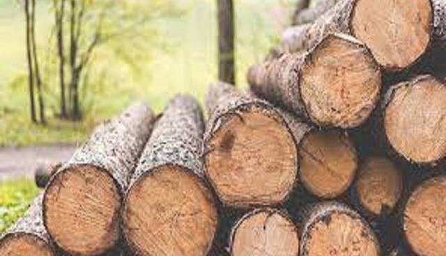 کشف ۱۰ تُن چوب جنگلی قاچاق در دلفان