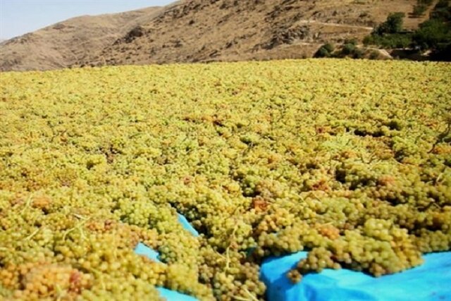 پیشبینی برداشت بیش از ۱۸ هزار تن انگور از تاکستانهای میاندوآب