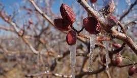 هشدار کاهش دما و سرمازدگی محصولات در خراسان جنوبی