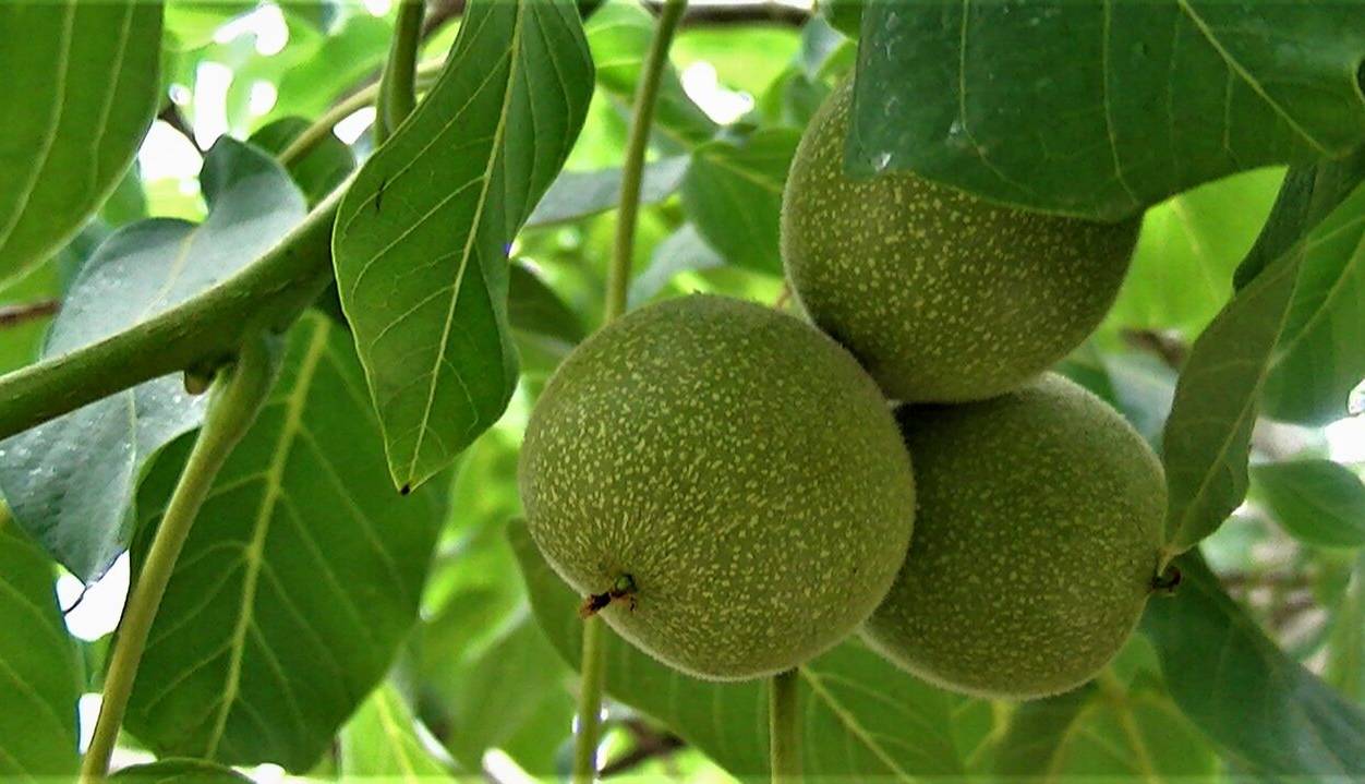 یکهزار هکتار از باغهای قدیمی چهارمحال و بختیاری سرشاخهکاری شد