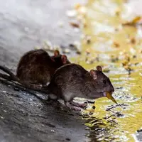 پرسه زدن ترسناک موش‌ها در اسپانیا
