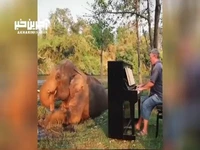 ویدئویی جالب از نواختن موسیقی کلاسیک برای فیل‌های نابینا