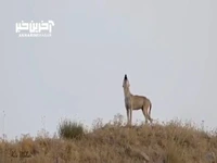 زوزه گرگِ شهر بِن در چهارمحال و بختیاری