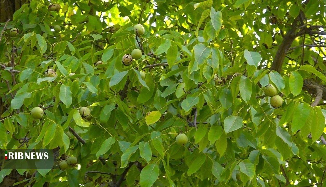پیشبینی برداشت ۲۳ هزار تن گردو در کردستان