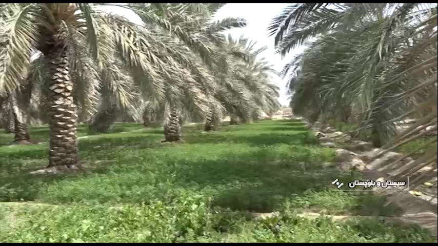 کشت خرما در یک هزار هکتار از مزارع سیستان و بلوچستان