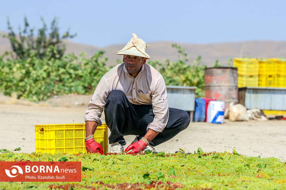 عکس/ برداشت انگور در روستای آقداش