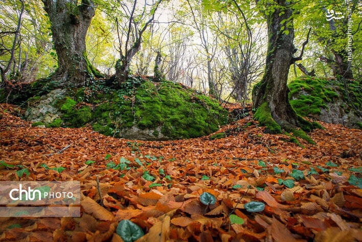 پاییز زیبای جنگل های گلستان