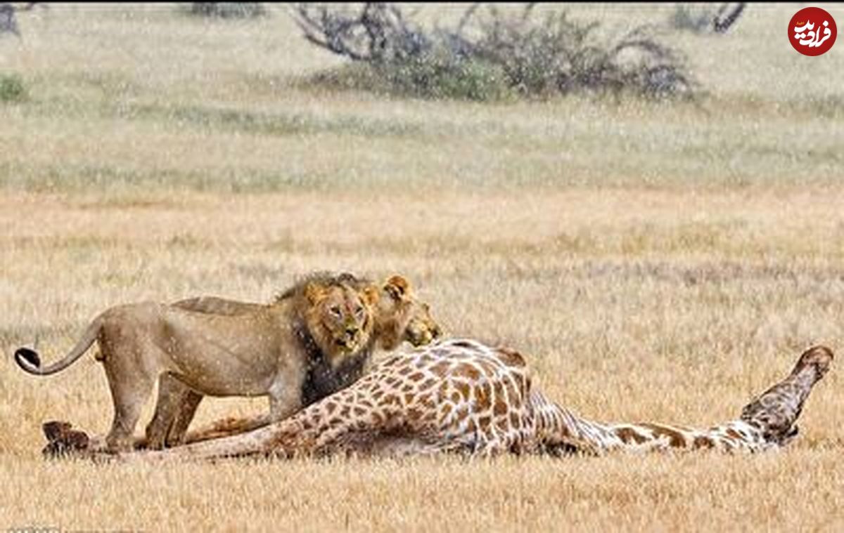 لحظه دردناک شکار زرافه توسط شیر