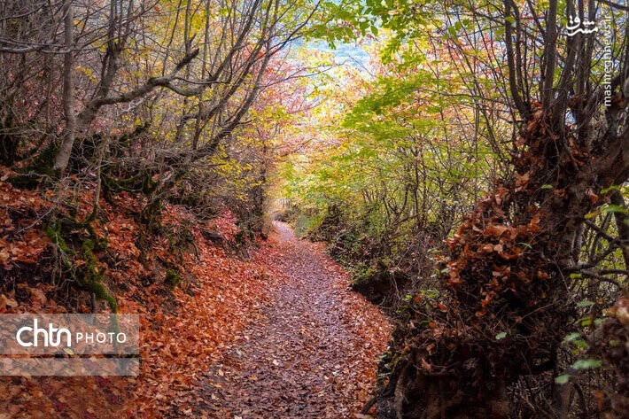 پاییز زیبای جنگل های گلستان