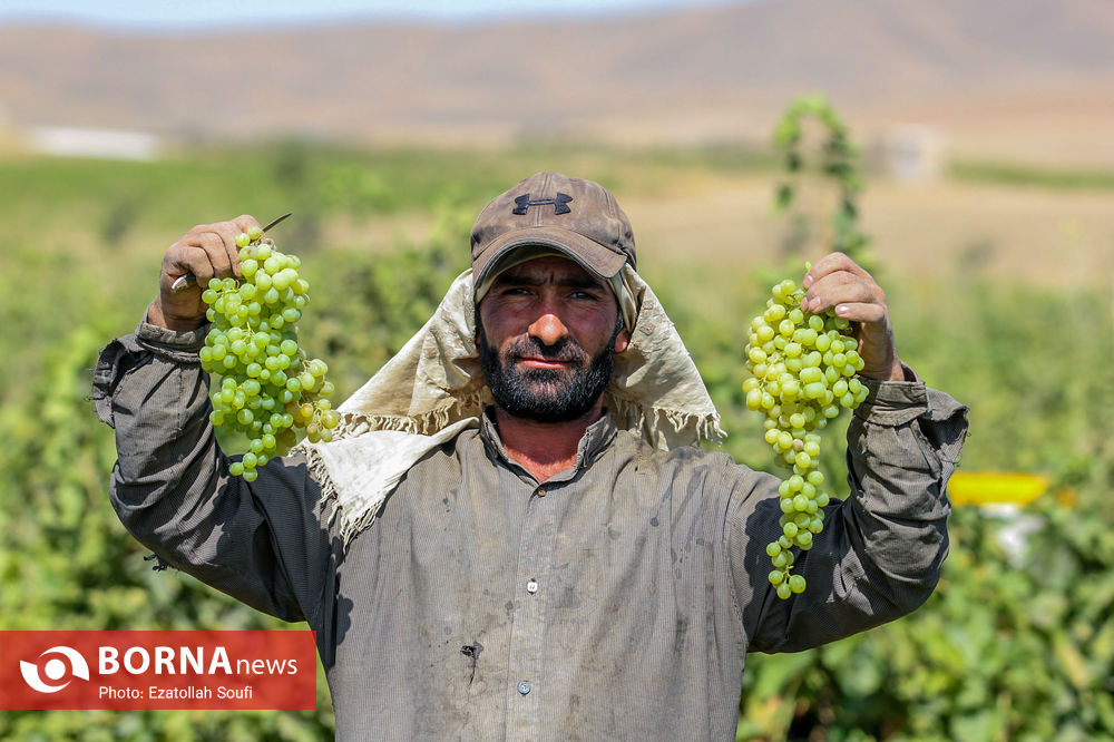 عکس/ برداشت انگور در روستای آقداش