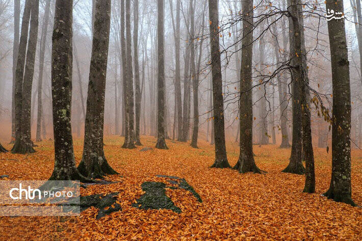 پاییز زیبای جنگل های گلستان