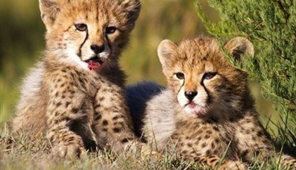 آخرین وضعیت یوزپلنگهای «آذر» و «توران»