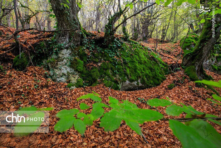 پاییز زیبای جنگل های گلستان