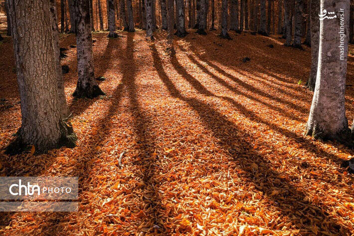 پاییز زیبای جنگل های گلستان