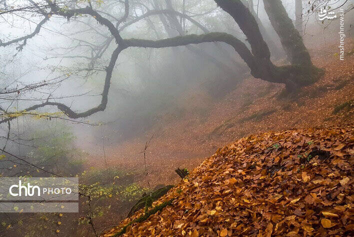 پاییز زیبای جنگل های گلستان