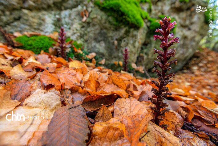 پاییز زیبای جنگل های گلستان
