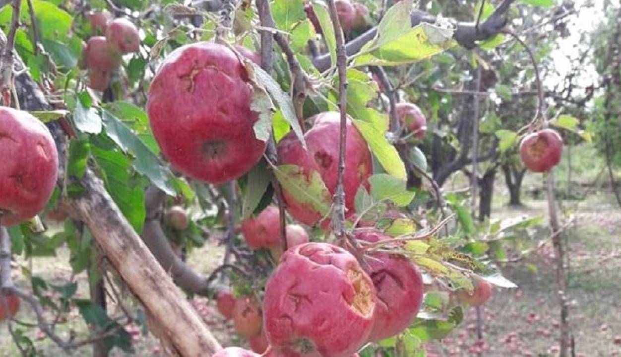 خسارت ۲۰۰ میلیاردی بارش تگرگ به باغات سلماس