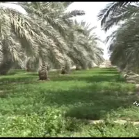 کشت خرما در یک هزار هکتار از مزارع سیستان و بلوچستان