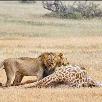 لحظه دردناک شکار زرافه توسط شیر