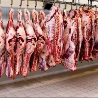 قیمت گوشت از اواسط آبان به ثبات می‌رسد 