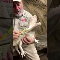 واکنش دیدنی عجیب‌ترین تمساح جهان به نوازش پوستش با مسواک!