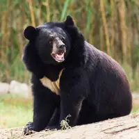 مشاهده چهار قلاده خرس سیاه آسیایی در کهنوج