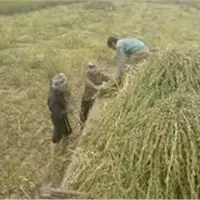 پیش‌بینی برداشت ۵۰۰ تُن کنجد از مزارع خراسان شمالی