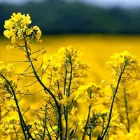 اجرای طرح کشت قراردادی گندم و دانه‌های روغنی در زنجان