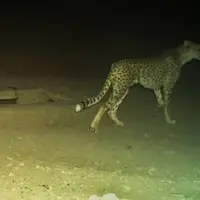 مشاهده یک یوزپلنگ جدید در پارک ملی توران