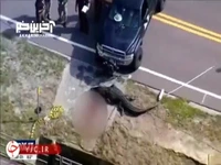 زن آمریکایی در خیابان خوراک تمساح شد