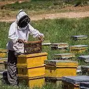 آغاز طرح سرشماری کلونی‌های زنبور عسل در استان ایلام