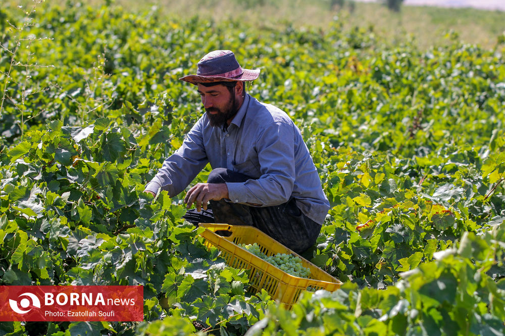 عکس/ برداشت انگور در روستای آقداش