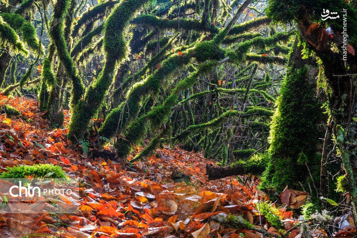 پاییز زیبای جنگل های گلستان