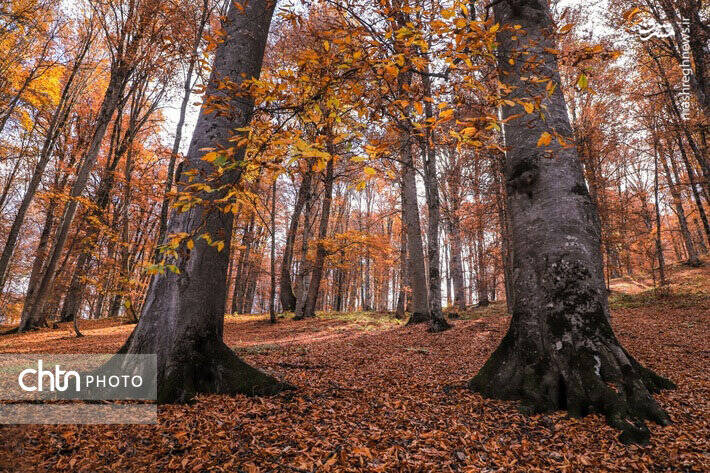 پاییز زیبای جنگل های گلستان