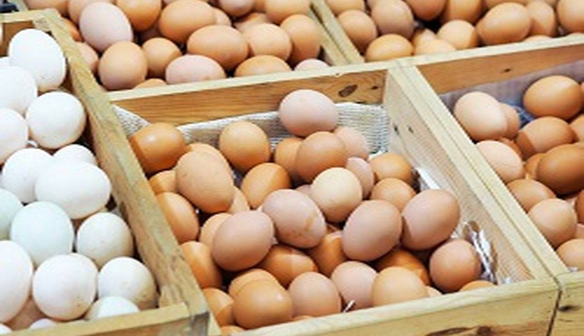تخم‌مرغ محلی خواص بیشتری دارد یا تخم‌مرغ ماشینی؟