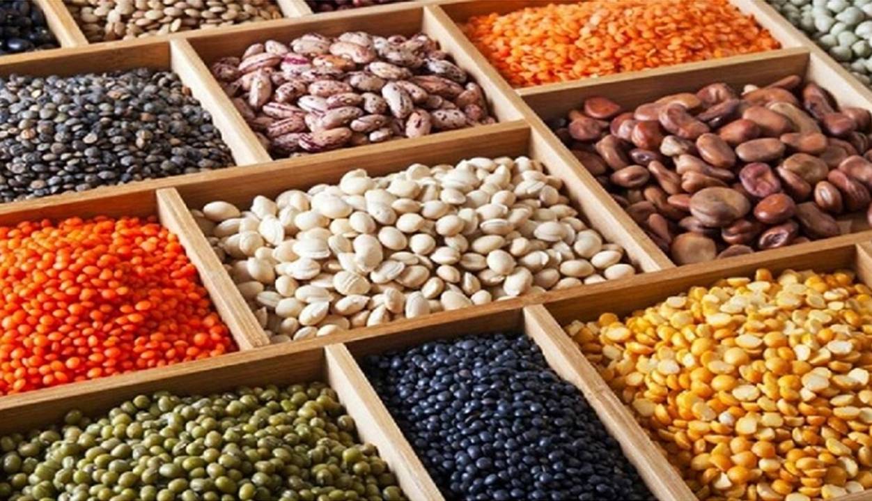 افزایش ۱۲ درصدی تولید حبوبات در چهارمحال و بختیاری