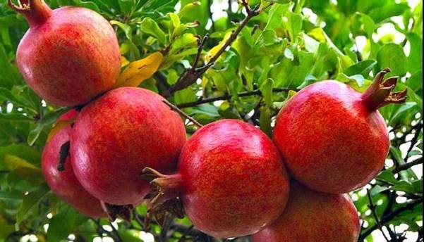 انارکاران ساوجی گوش به زنگ باشند؛ باران در راه است!