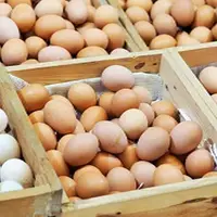 تخم‌مرغ محلی خواص بیشتری دارد یا تخم‌مرغ ماشینی؟