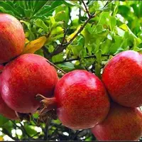 انارکاران ساوجی گوش به زنگ باشند؛ باران در راه است