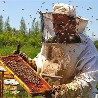 شوخی ای عجیب با کندو زنبور عسل