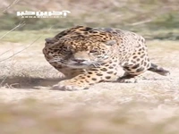تمرکز جالبِ یوزپلنگ قبل از شکار