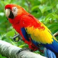 صحنه ای زیبا از غذا دادن طوطی به فرزندانش