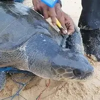 رهاسازی لاک‌پشت گیر افتاده در تور ماهیگیری