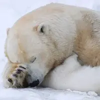 لحظه بیدار شدنِ خرس از خواب زمستانی