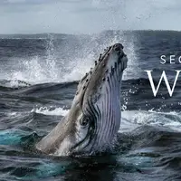 «اسرار نهنگ‌ها»؛ مستندی خیره‌کننده از اعماق اقیانوس
